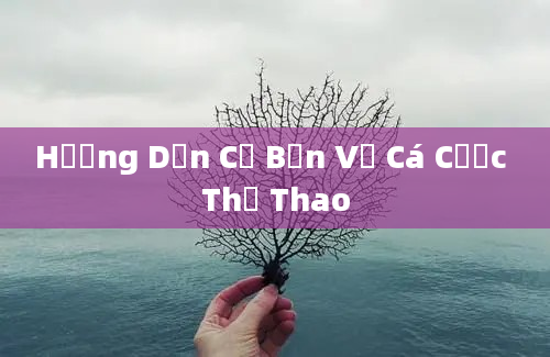 Hướng Dẫn Cơ Bản Về Cá Cược Thể Thao