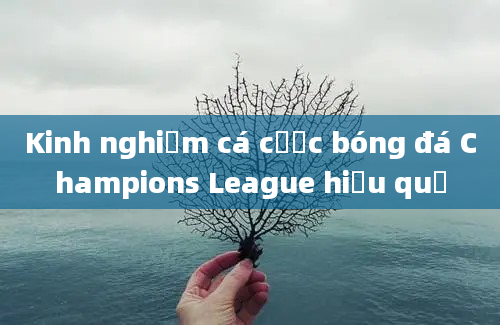 Kinh nghiệm cá cược bóng đá Champions League hiệu quả