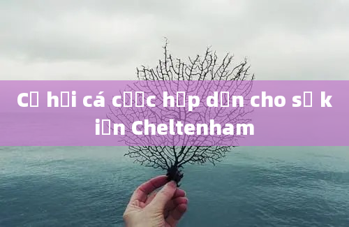 Cơ hội cá cược hấp dẫn cho sự kiện Cheltenham