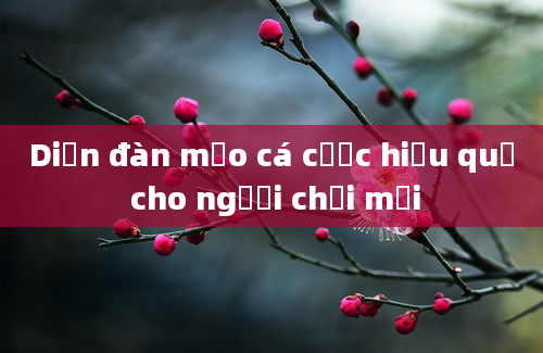 Diễn đàn mẹo cá cược hiệu quả cho người chơi mới