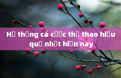 Hệ thống cá cược thể thao hiệu quả nhất hiện nay