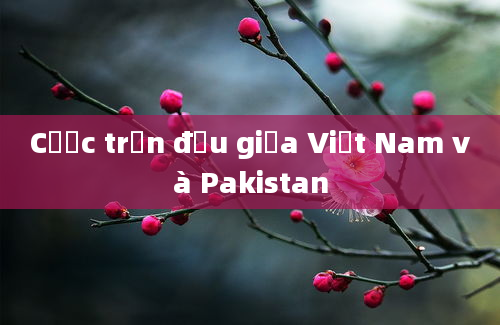 Cược trận đấu giữa Việt Nam và Pakistan