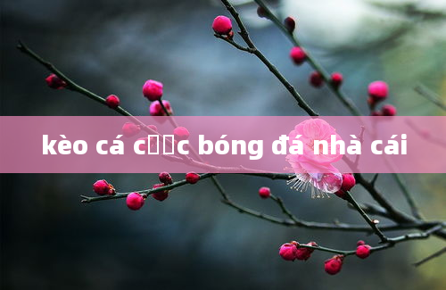 kèo cá cược bóng đá nhà cái