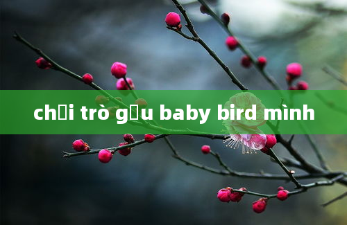 chơi trò gấu baby bird mình