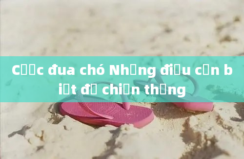 Cược đua chó Những điều cần biết để chiến thắng