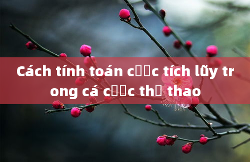 Cách tính toán cược tích lũy trong cá cược thể thao