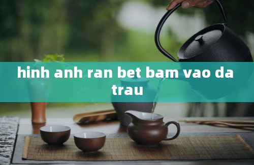 hinh anh ran bet bam vao da trau