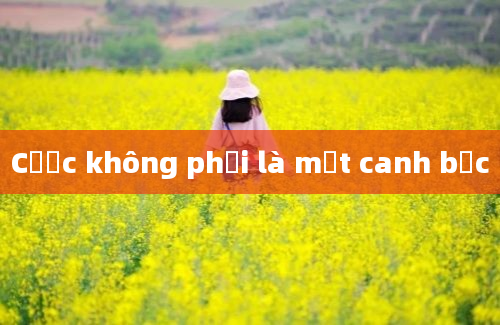 Cược không phải là một canh bạc