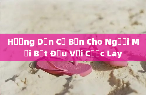 Hướng Dẫn Cơ Bản Cho Người Mới Bắt Đầu Với Cược Lay