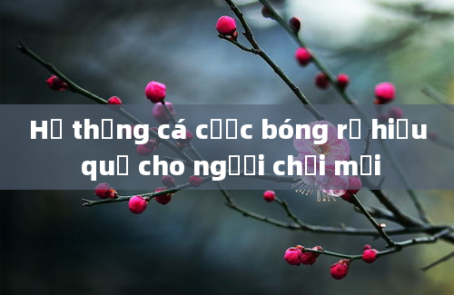 Hệ thống cá cược bóng rổ hiệu quả cho người chơi mới