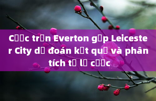 Cược trận Everton gặp Leicester City dự đoán kết quả và phân tích tỷ lệ cược