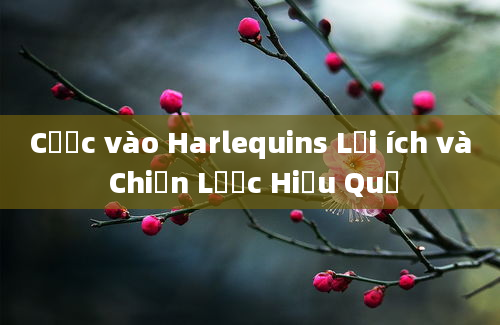 Cược vào Harlequins Lợi ích và Chiến Lược Hiệu Quả