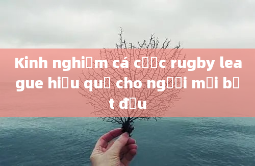 Kinh nghiệm cá cược rugby league hiệu quả cho người mới bắt đầu