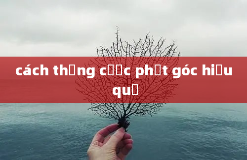 cách thắng cược phạt góc hiệu quả