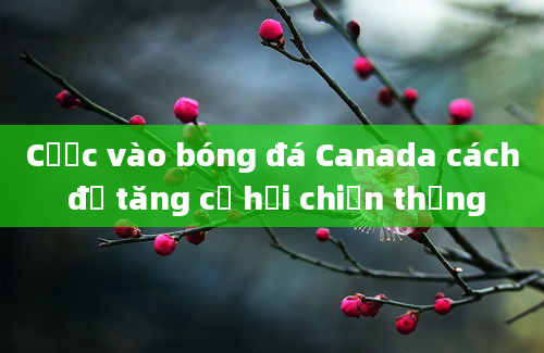 Cược vào bóng đá Canada cách để tăng cơ hội chiến thắng