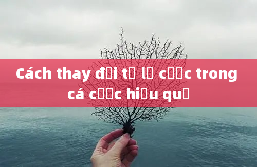 Cách thay đổi tỷ lệ cược trong cá cược hiệu quả