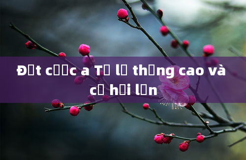 Đặt cược a Tỷ lệ thắng cao và cơ hội lớn