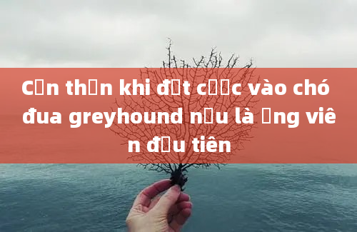 Cẩn thận khi đặt cược vào chó đua greyhound nếu là ứng viên đầu tiên