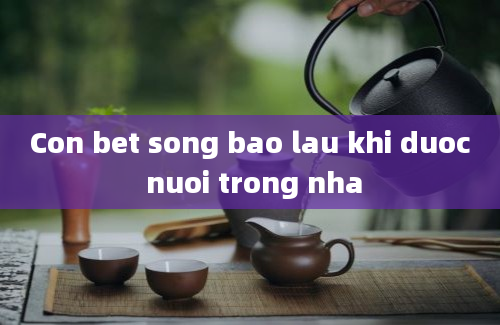 Con bet song bao lau khi duoc nuoi trong nha