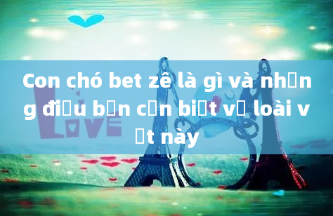 Con chó bet zê là gì và những điều bạn cần biết về loài vật này