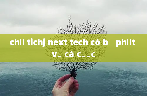 chủ tichj next tech có bị phạt vụ cá cược